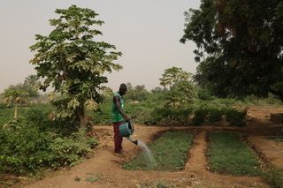 Serge Boulaz, février 2020. Arrosage des planches de pépinière d’oignon. Doundé, commune de Bakel, Sénégal